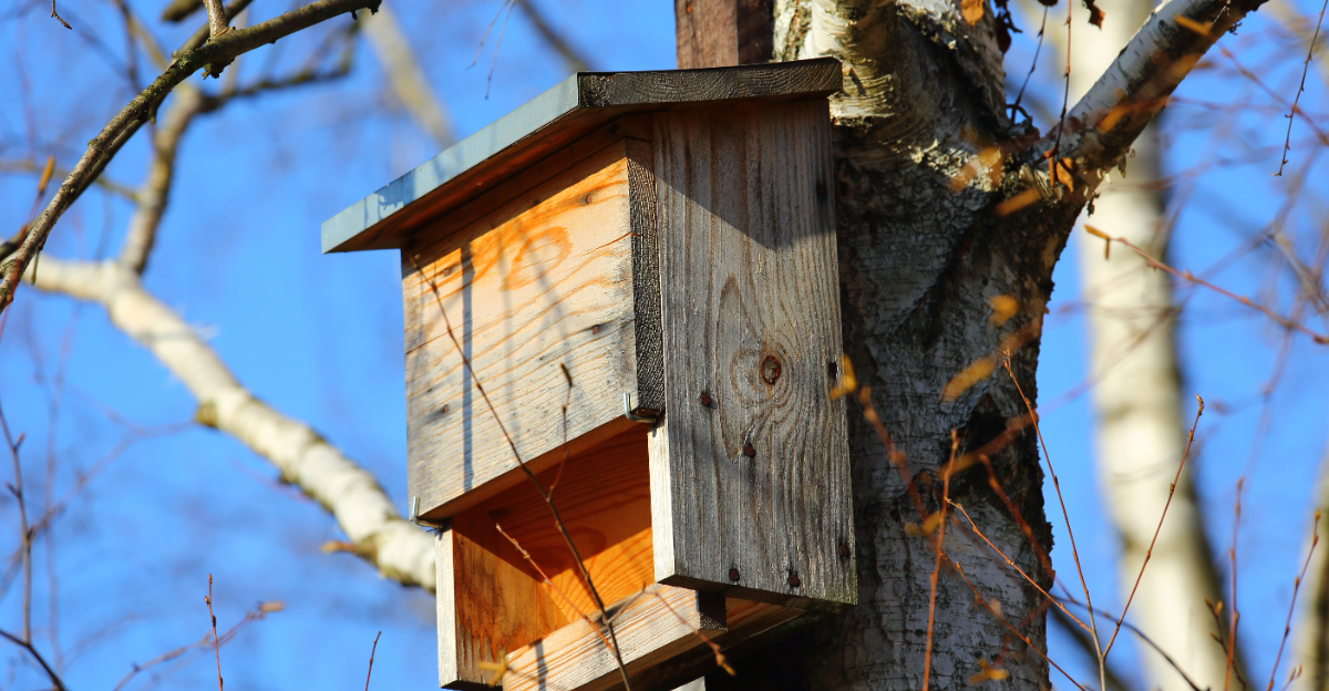 bat house (featured image)
