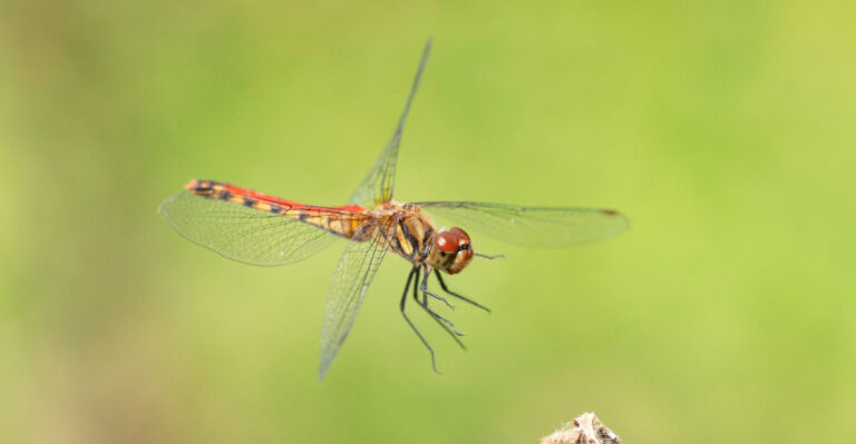 dragonfly (featured image)
