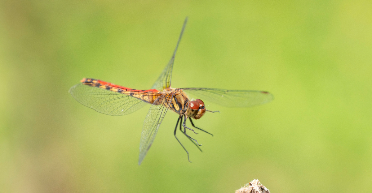 dragonfly (featured image)