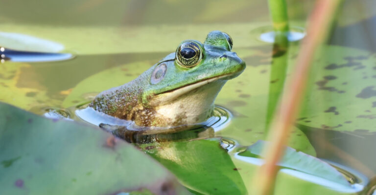 Why More Georgia Homeowners Are Adding Frog-Friendly Features To Their Yards