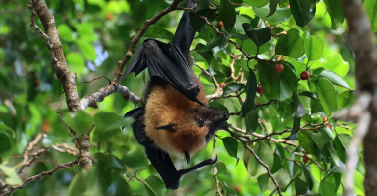 Why More Georgia Homeowners Are Attracting Bats This Summer