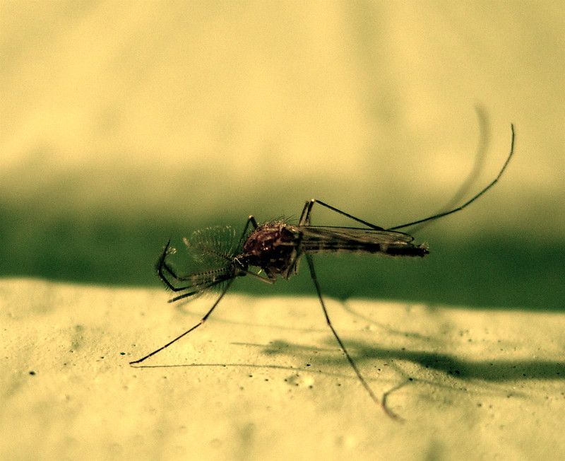 Why Mosquitoes Gather Around Pennsylvania Porches Why Mosquitoes Gather Around Pennsylvania Porches