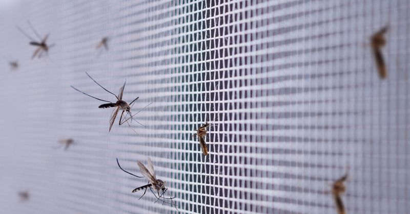 Why Mosquitoes Gather Around Texas Porches