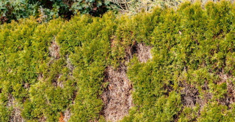 Why Most Privacy Hedges Fail In Oregon (And What Actually Works Instead)
