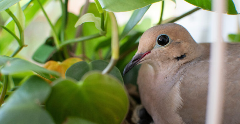Why Mourning Doves Choose The Same Nesting Spot In A California Yard Every Year