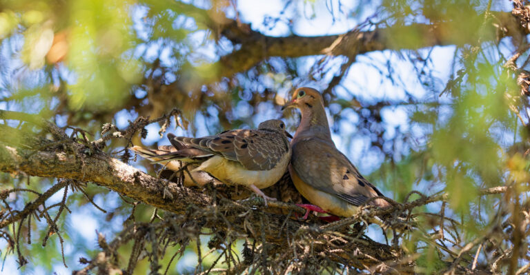 Why Mourning Doves Choose Your Massachusetts Yard To Nest