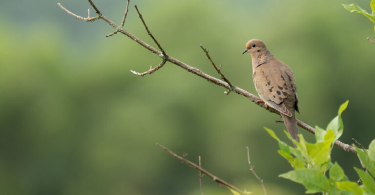Why Mourning Doves Keep Nesting In Your Minnesota Yard