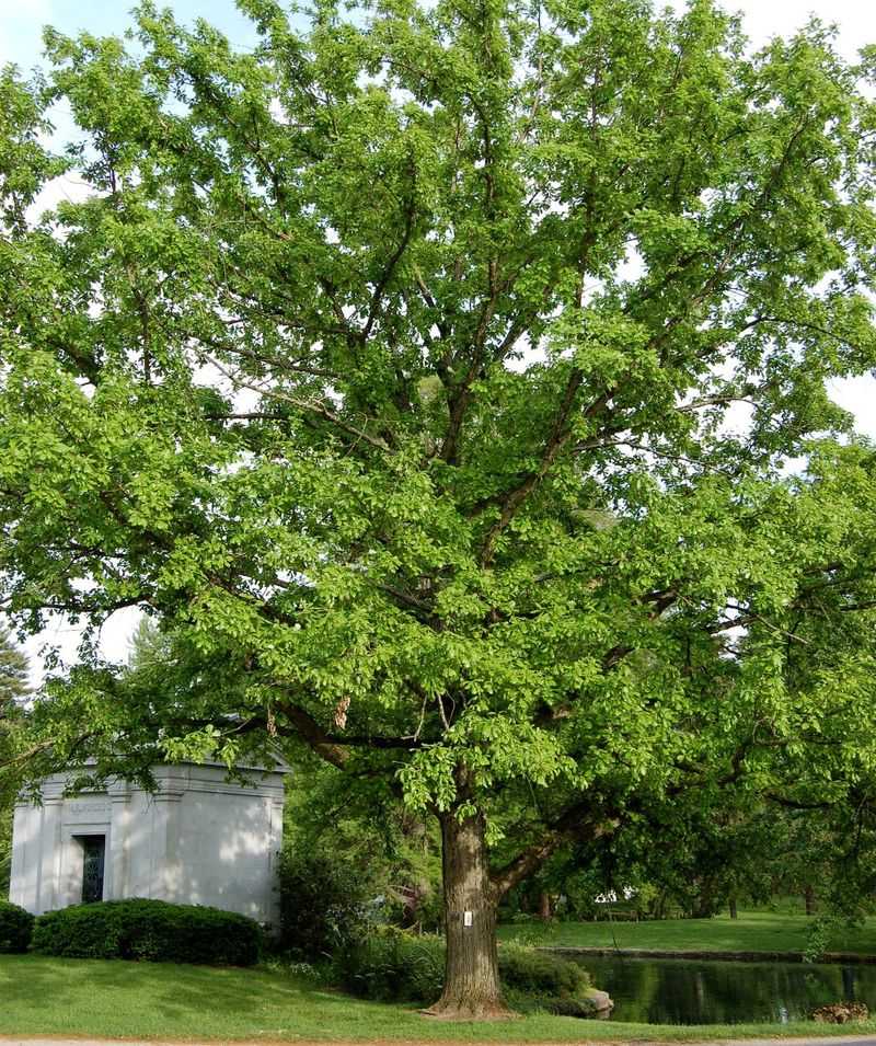 Why Natural Cooling Matters In Pennsylvania Neighborhoods