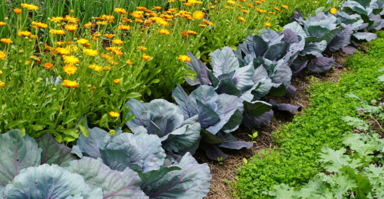 Why Nebraska Corn Belt Backyard Gardens Are Thriving This Season