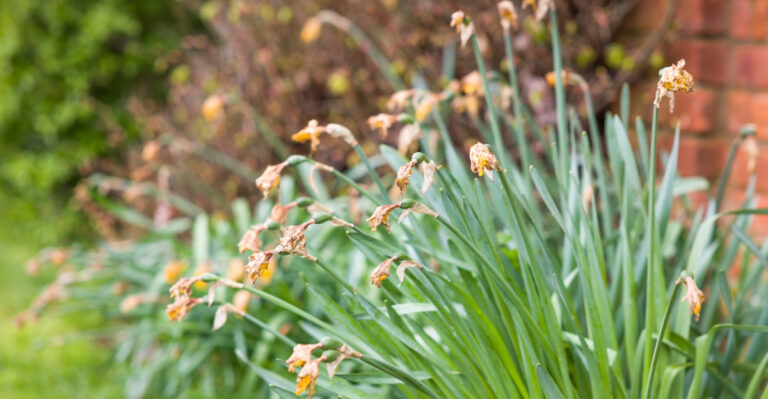 Why Nebraska Yards Are Struggling This July And What Homeowners Can Do About It