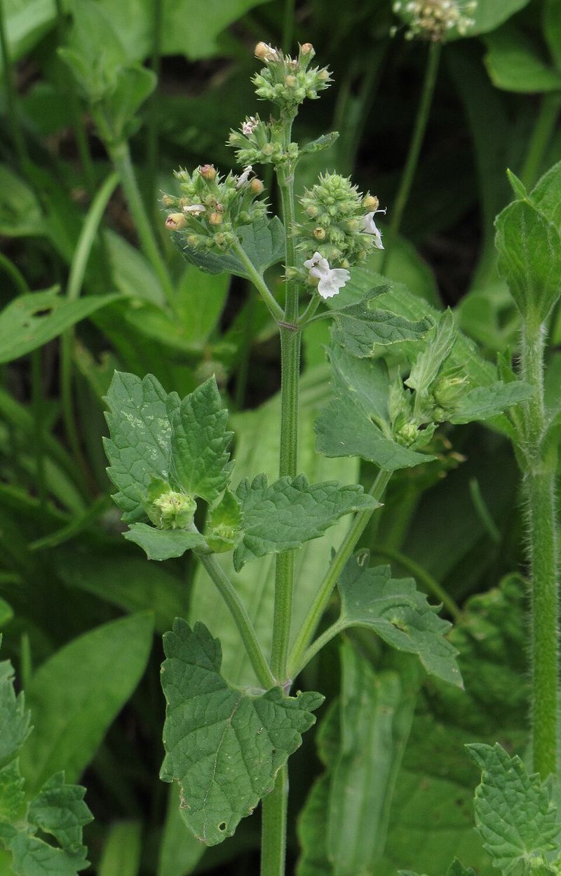 Why Nepetalactone Makes Catnip More Effective Than DEET