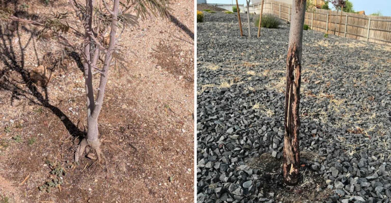 Why New Arizona Shade Trees Struggle Even When You Think You Are Helping