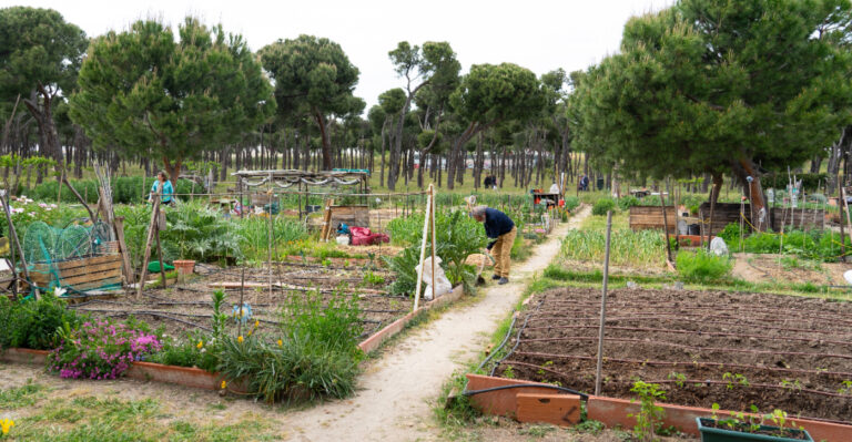 Why New Jersey Community Gardens Are Thriving This Summer