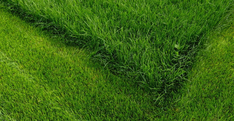Why New Jersey Homeowners Should Still Mow During A Dry Spell