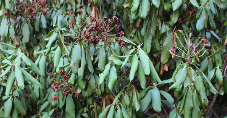 Why New Jersey Rhododendrons Can’t Handle The Heat And What Actually Helps