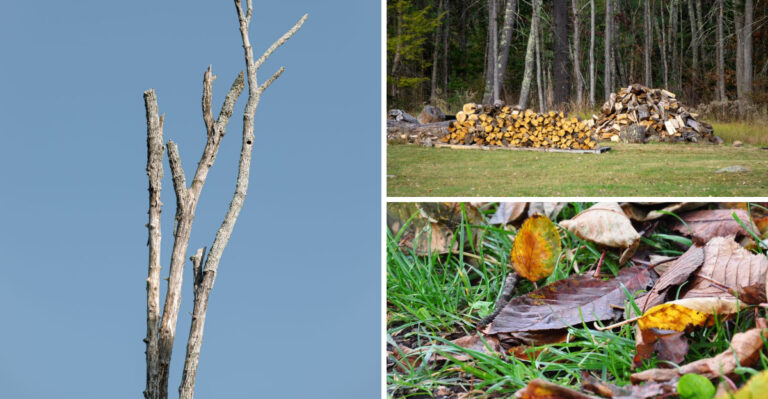 Why New Mexico Yards Are Facing Critical Fire Danger Right Now