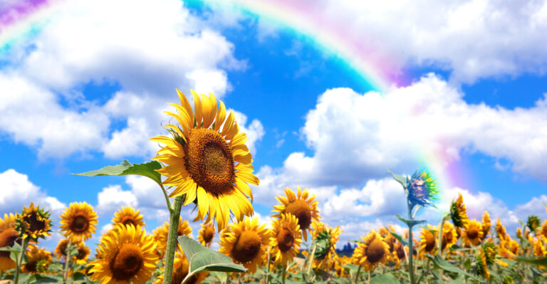 Why New Mexico Yards Bloom Brightest After Monsoons Rains
