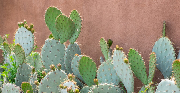 Why New Mexico’s Native Plants Thrive Through Monsoon Floods And Desert Heat