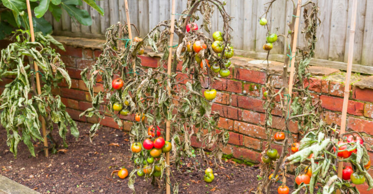 Why New York Nights Are Staying Warmer Than Ever, And What That Means for Your Garden