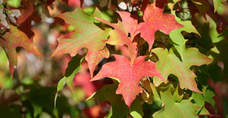 Why New York Sugar Maples Are Changing Color Early And What It Means For Your Yard