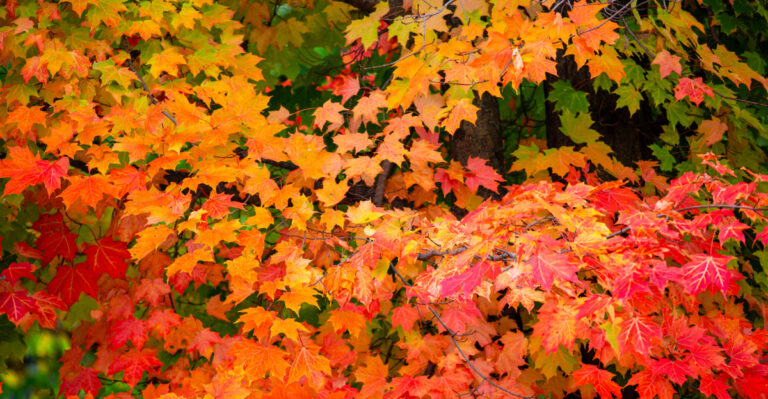 Why New York Sugar Maples Are Turning Colors Early This Summer