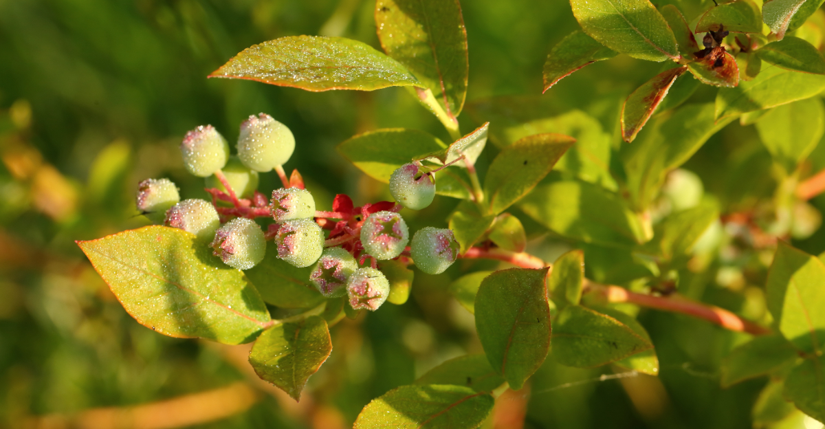 green blueberries
