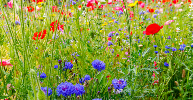 Why North Carolina Gardeners Are Letting One Bed Go Completely Wild, And What They Are Getting For It