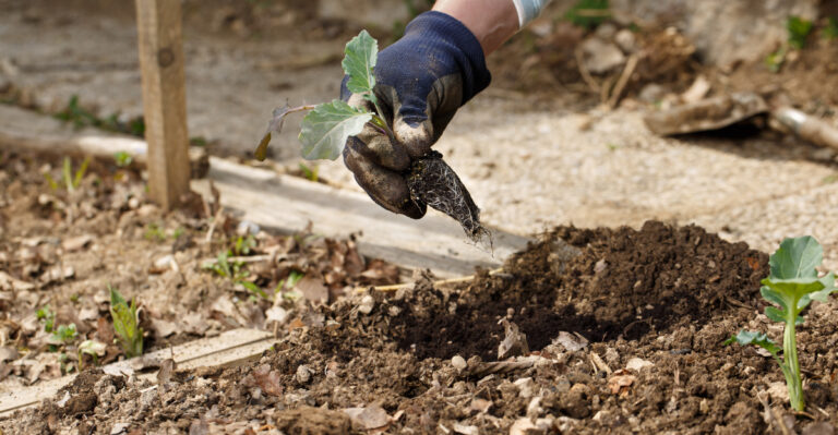 transplanting broccoli