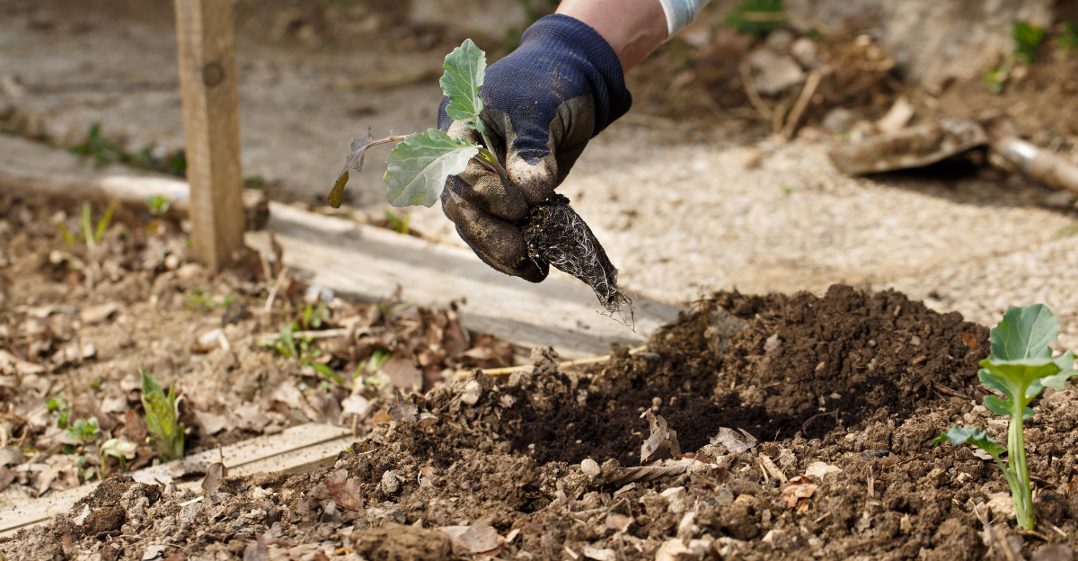 transplanting broccoli