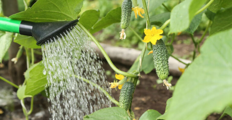 Why North Carolina Gardeners Who Water This Way Lose Fewer Plants In August