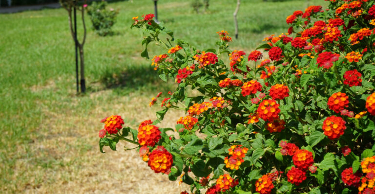 Why North Carolina Lantana Gets Woody By August, And The Simple Cut That Keeps It Blooming