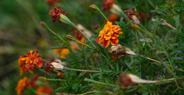wilting marigolds