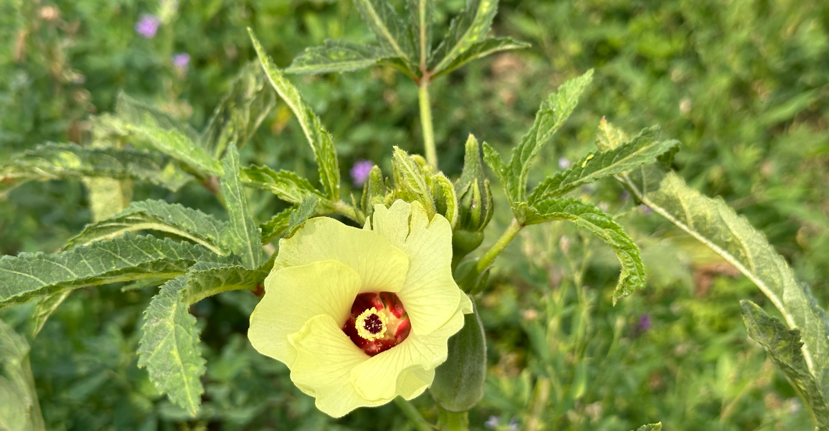okra leaf disease