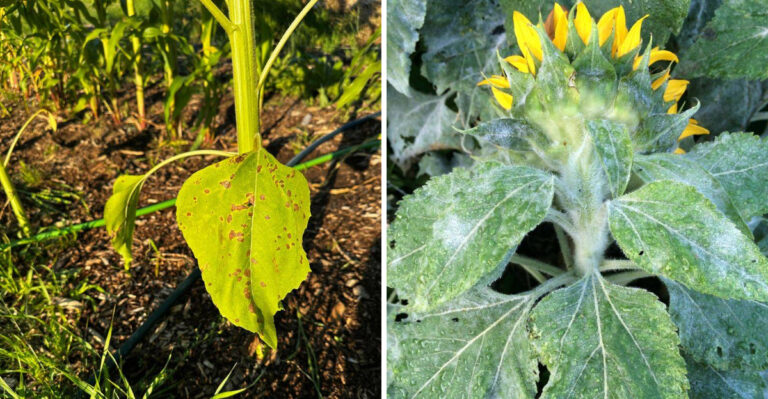 Why North Carolina Sunflower Leaves Turn Yellow From The Bottom Up In Late Summer
