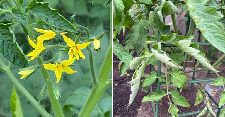 Why North Carolina Tomato Plants Look Healthy But Stop Setting Fruit In July Heat