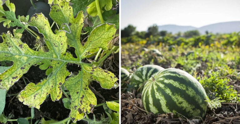 Why North Carolina Watermelon Leaves Turn Crispy Around The Edges In Summer Heat