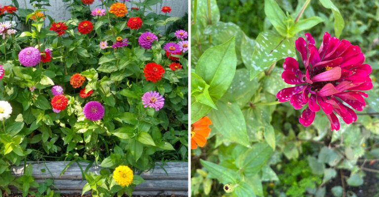 Why North Carolina Zinnias Wilt By Afternoon And Bounce Back By Morning (And When To Worry)