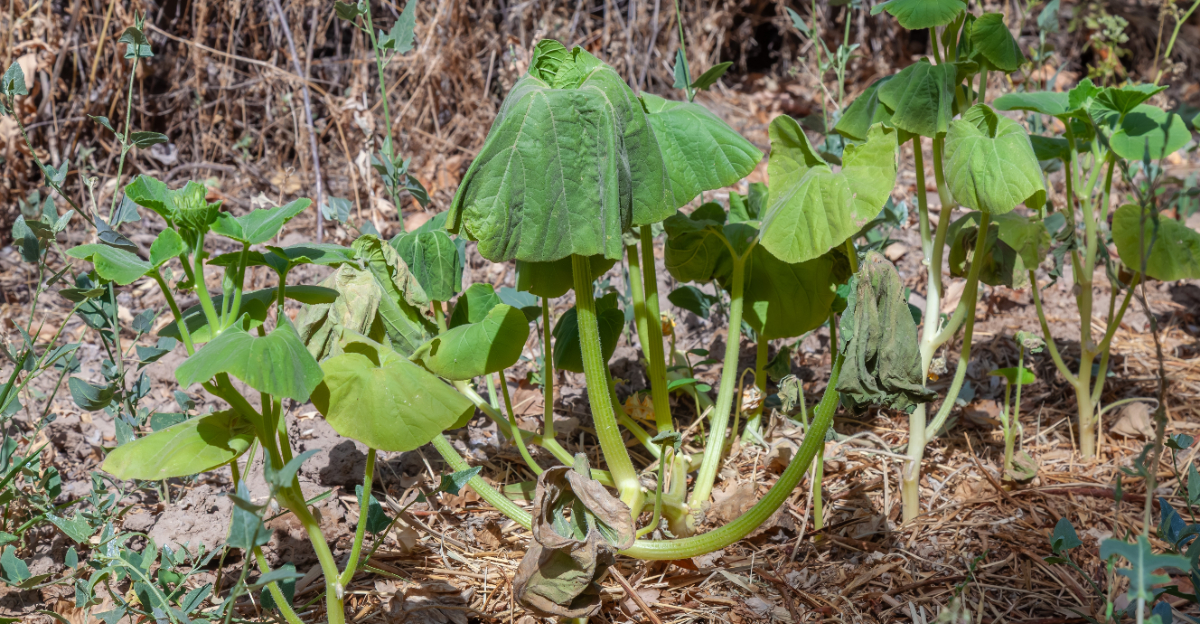 drooping zucchini