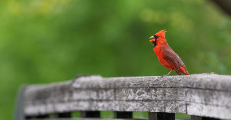Why Northern Cardinals Sing At Dawn In Your Massachusetts Garden