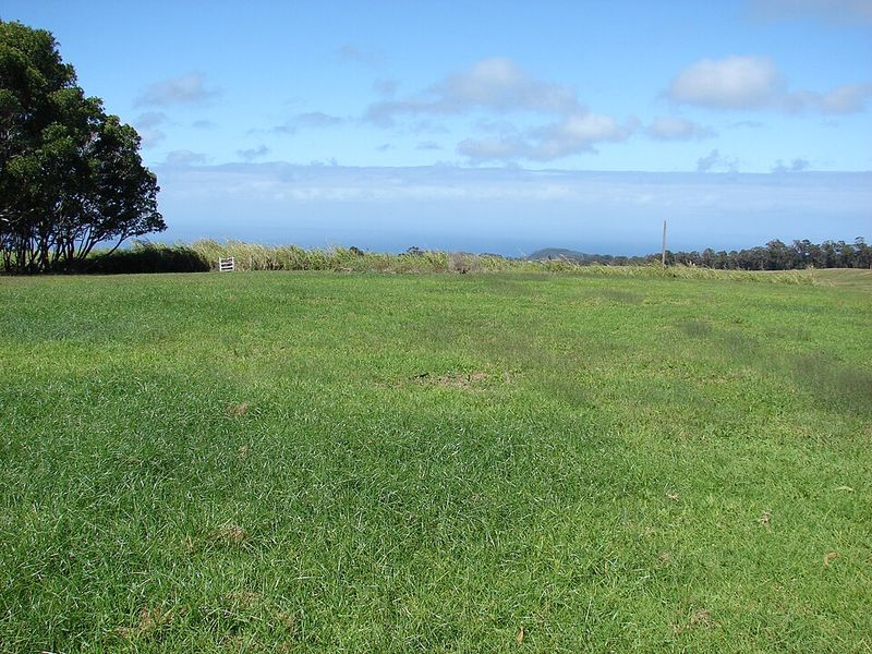 Why Nutsedge Outgrows Your Lawn Between Mowings