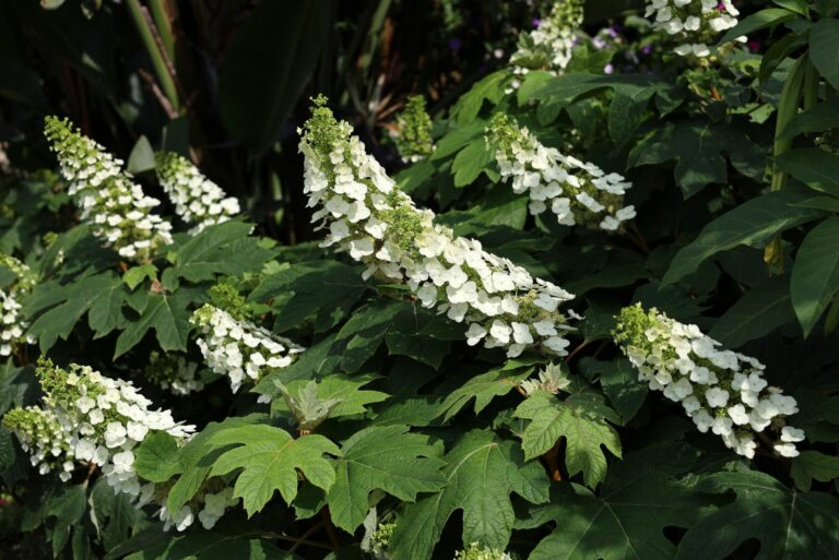 oakleaf hydrangea