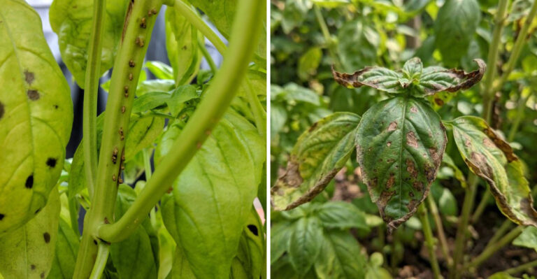 Why Ohio Basil Turns Black After Rain (And What To Do Immediately)