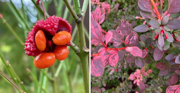 Why Ohio Burning Bush Keeps Coming Back And How To Finally Stop It