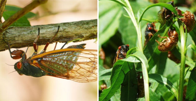 Why Ohio Cicadas Are Helping Your Garden More Than You Think This Summer