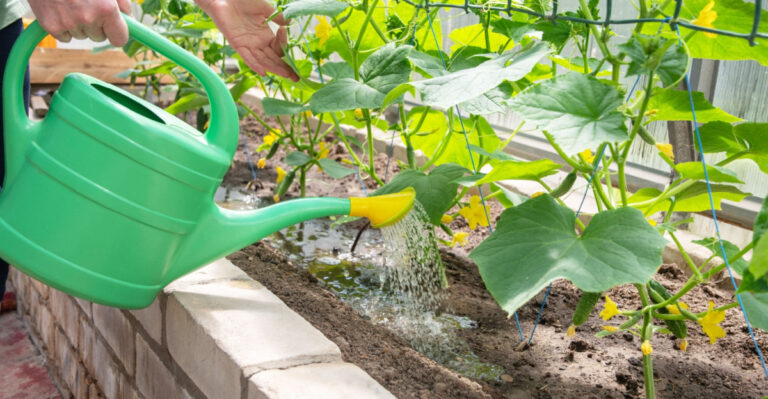 Why Ohio Cucumbers Turn Bitter In July And How Watering Can Help