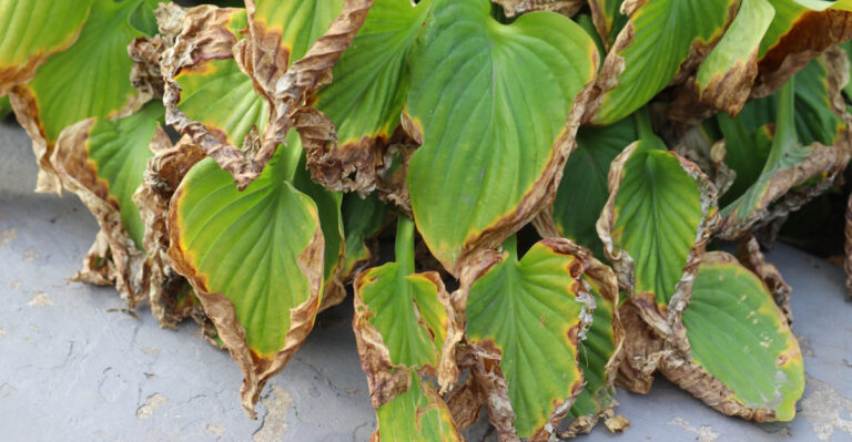 Why Ohio Hostas Develop Brown Edges In Summer And What Usually Causes It