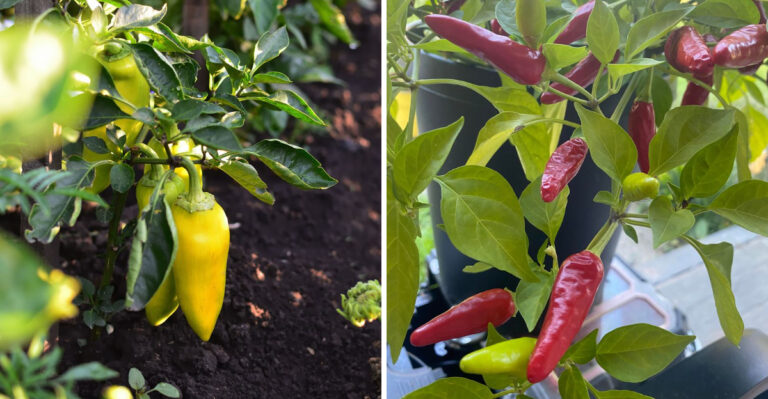 Why Ohio Pepper Skins Get Tough In August Heat (And How To Fix It)