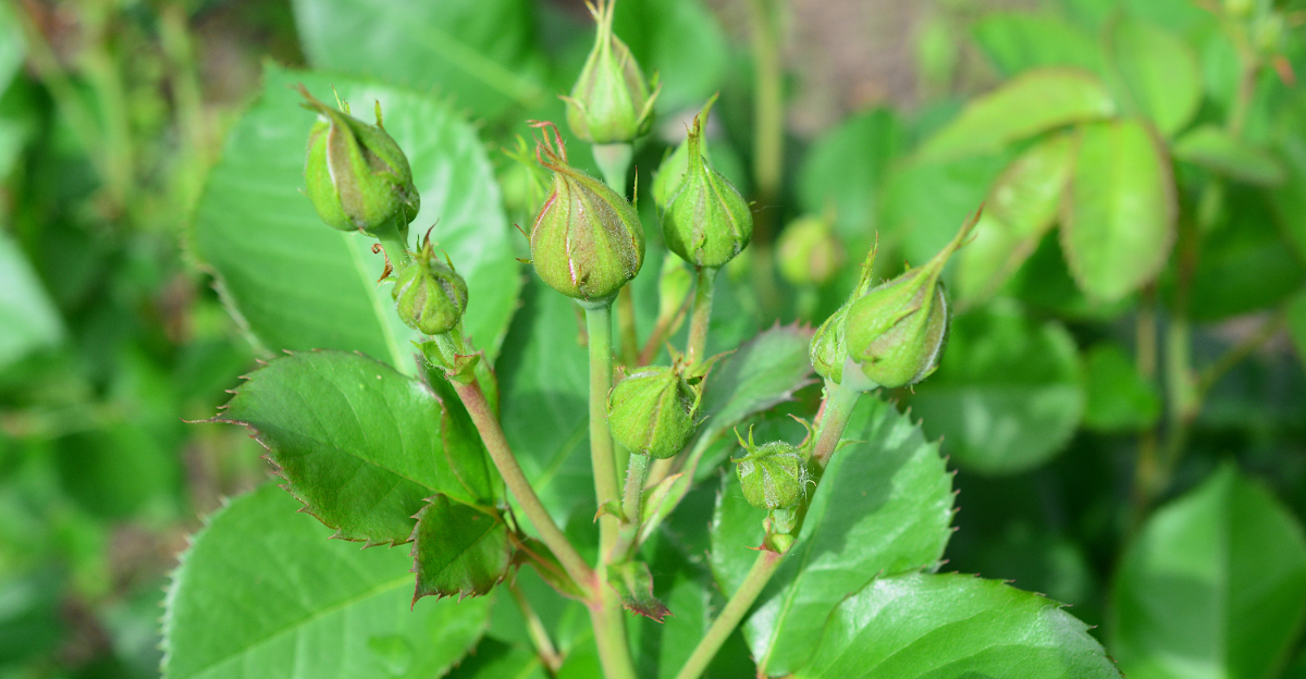 rose buds