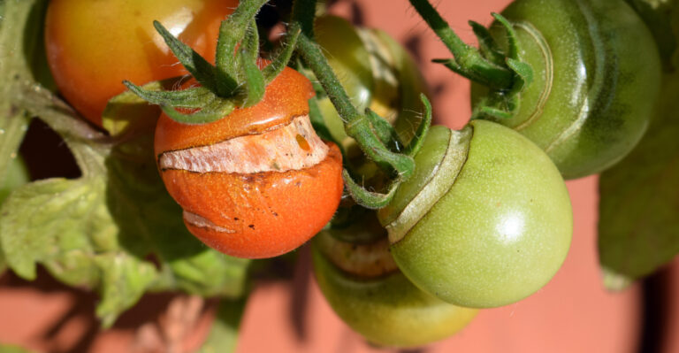 split tomato fruit