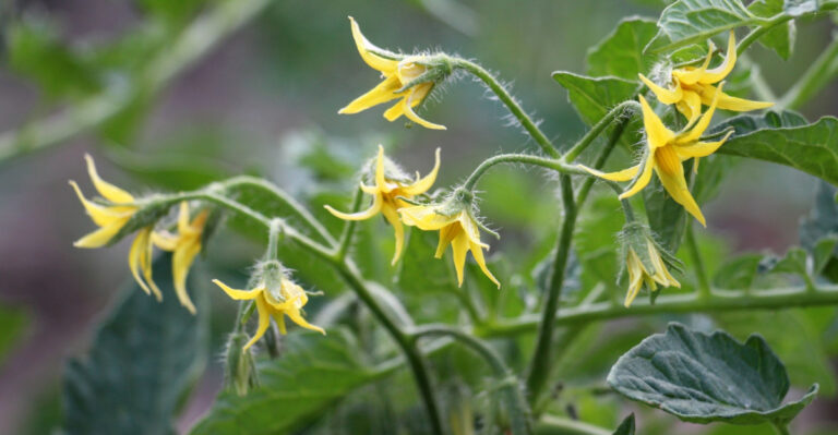 tomato flowers